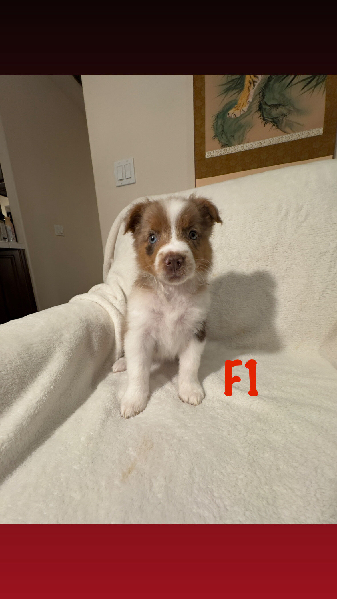Australian Shepherd Puppies image 1