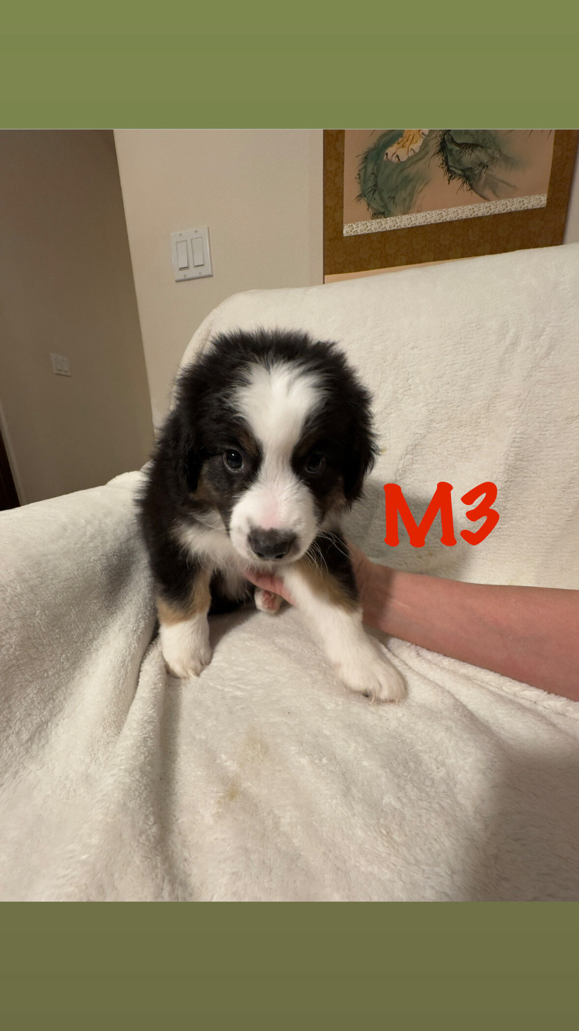 Australian Shepherd Puppies image 3