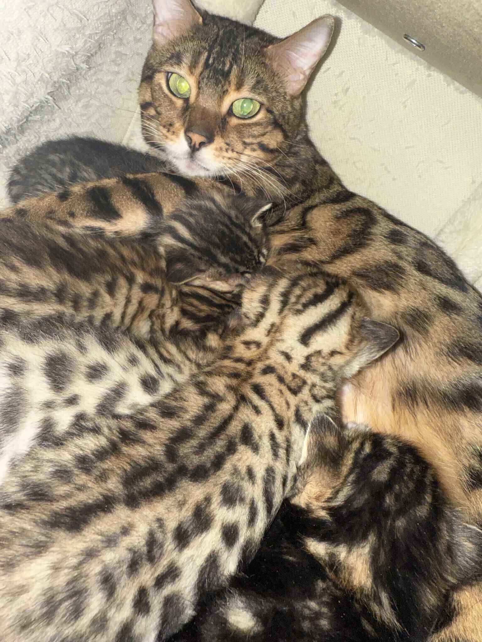 Bengal kittens image 5