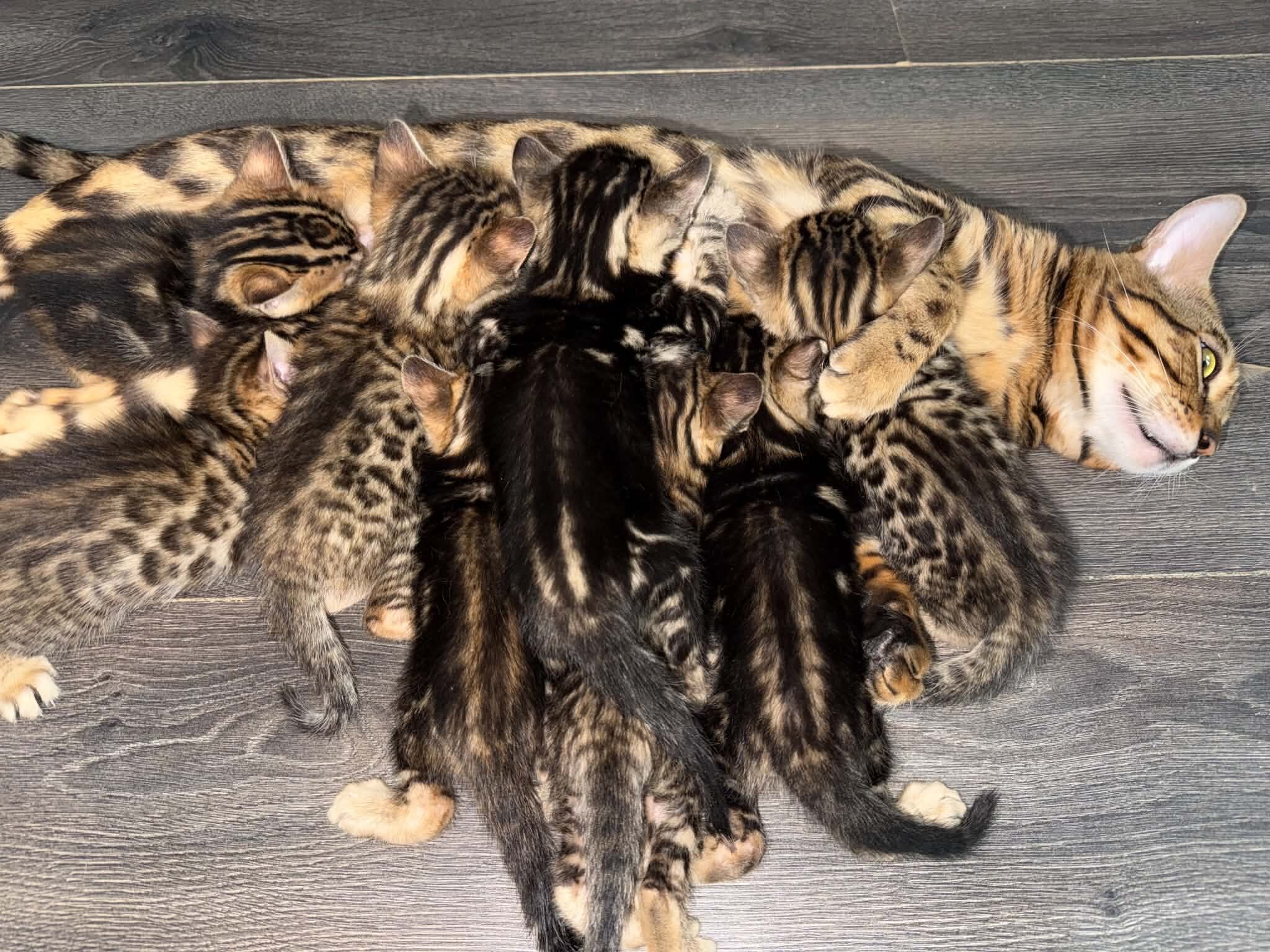 Bengal kittens image 1