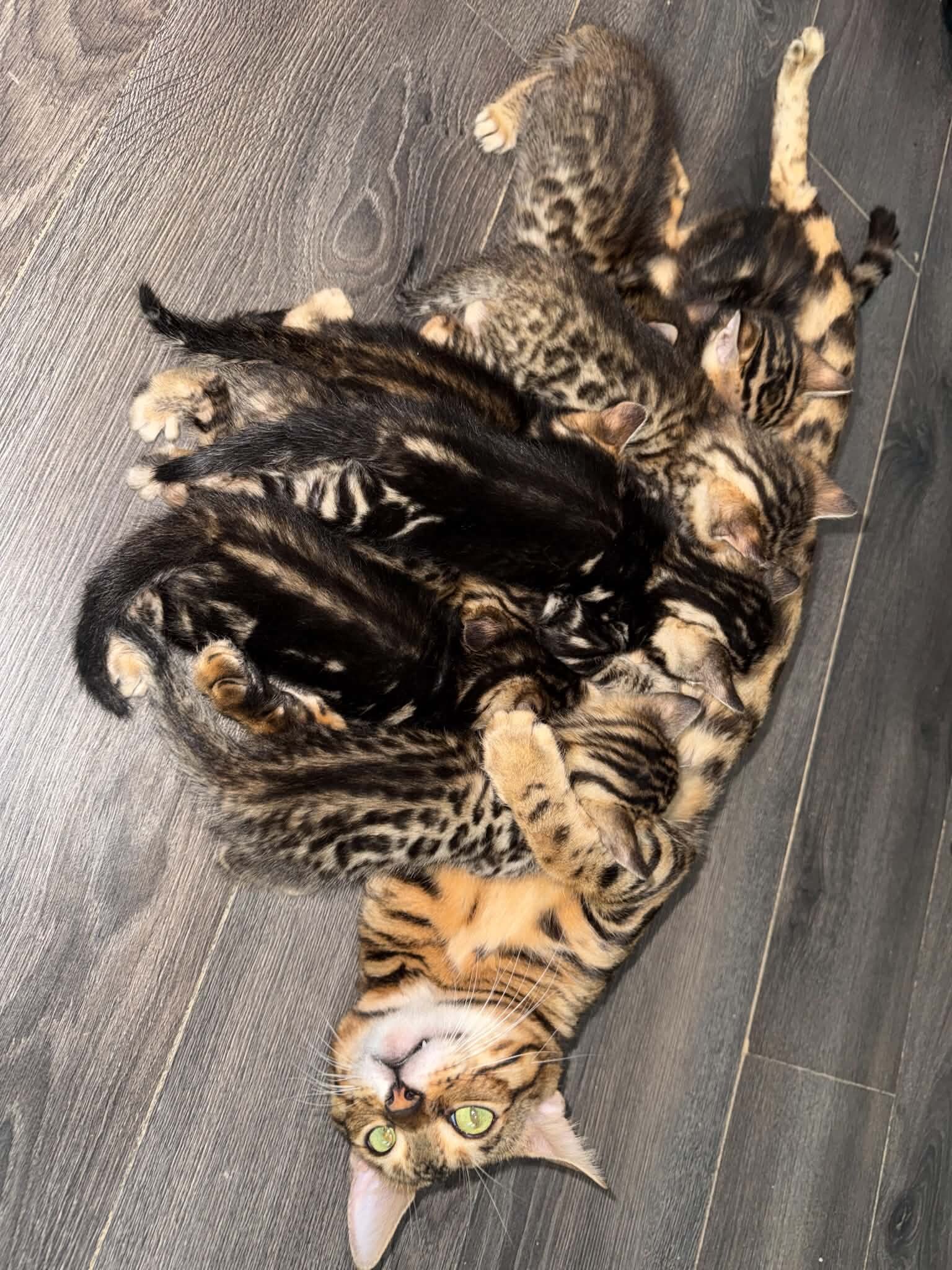Bengal kittens image 3