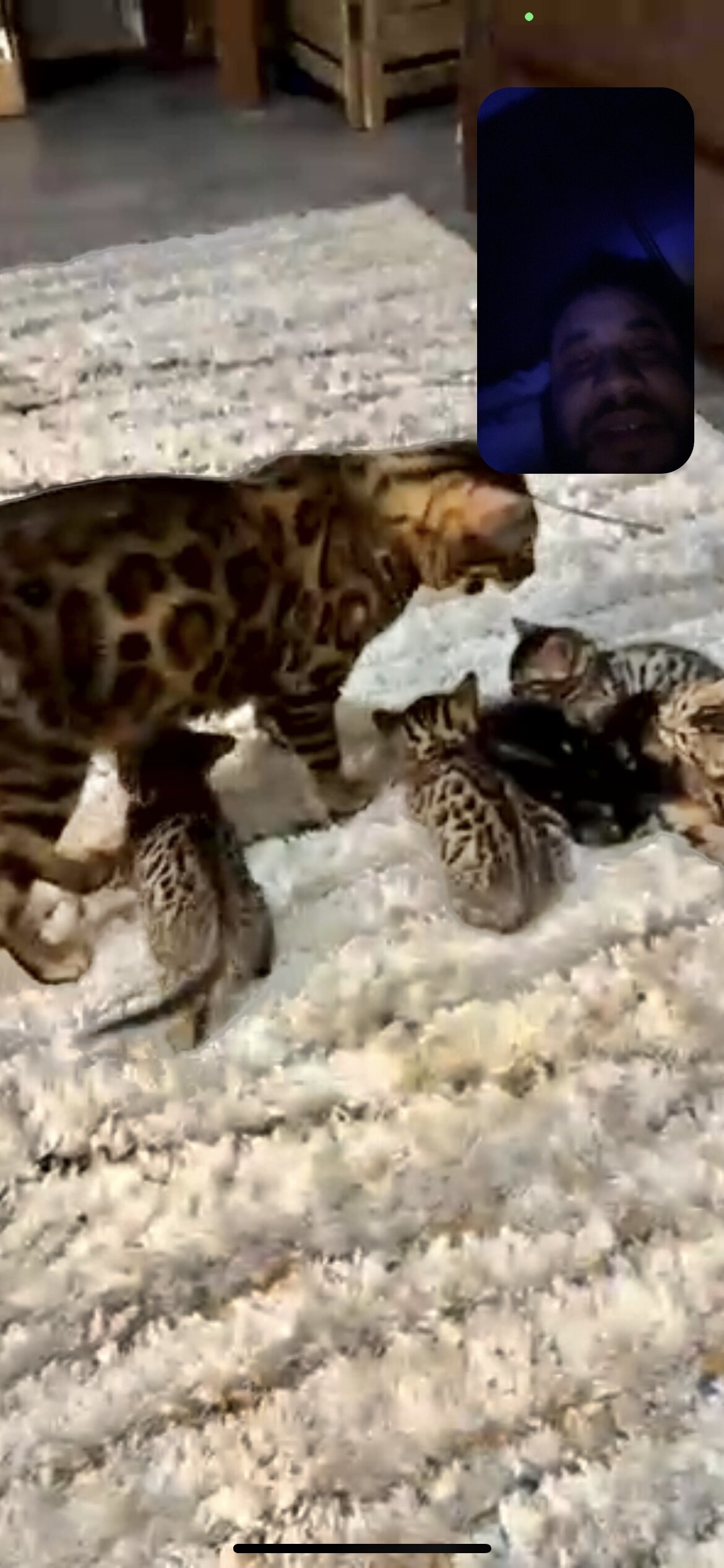 Bengal kittens image 4