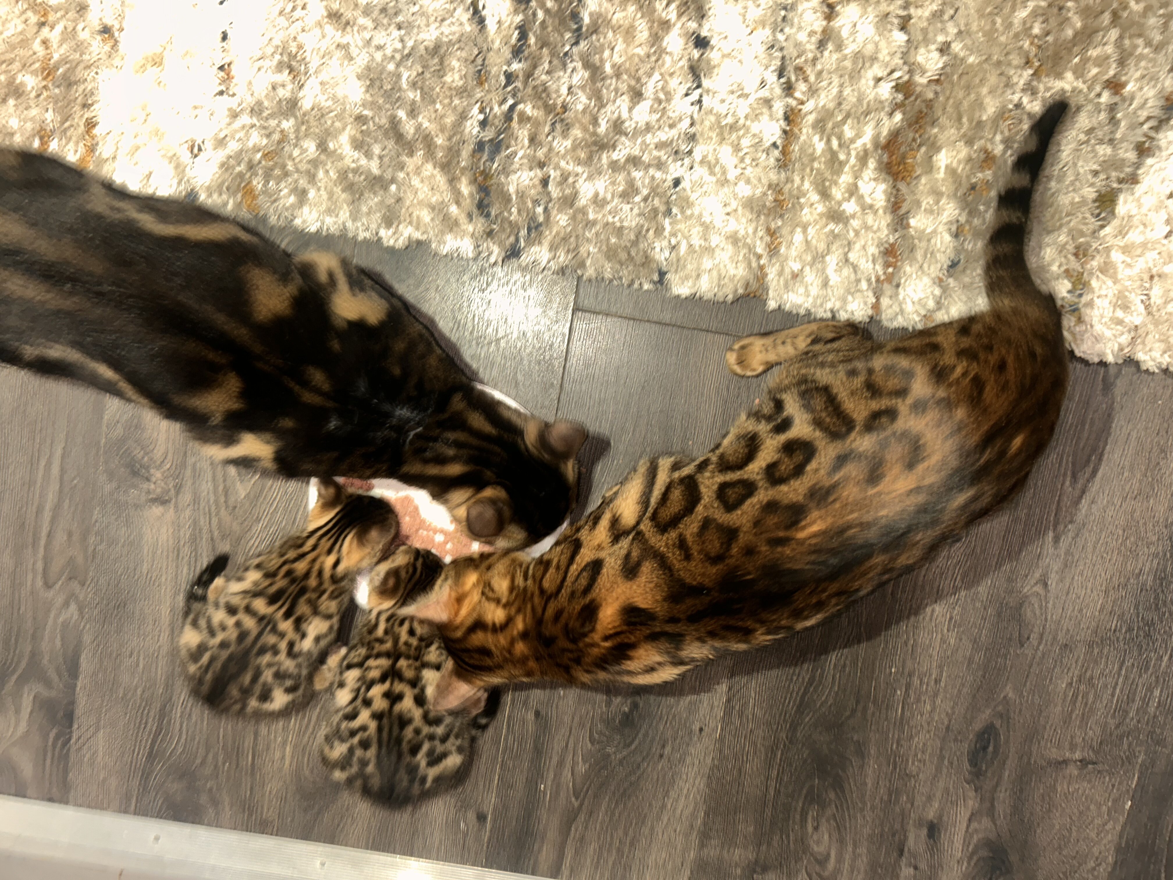 Bengal kittens image 2