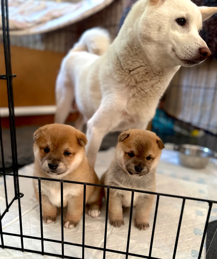Purebreed Shiba Inu Puppies image 1