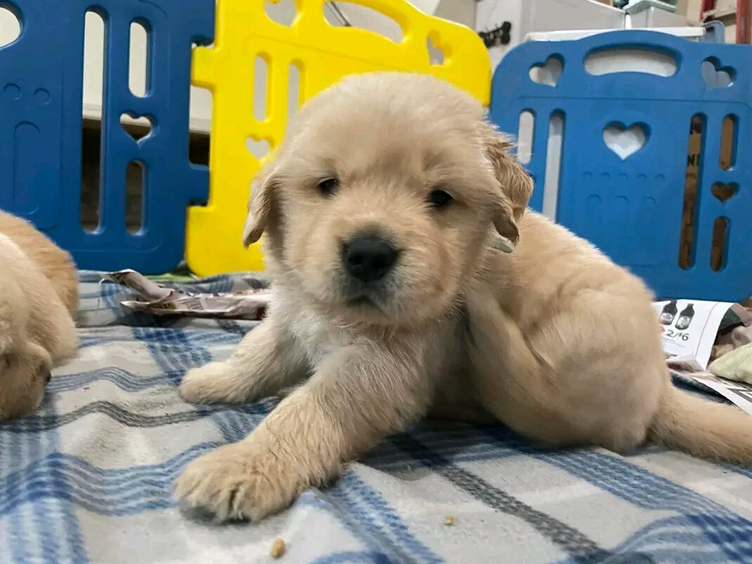 Golden Retriever Puppies image 2