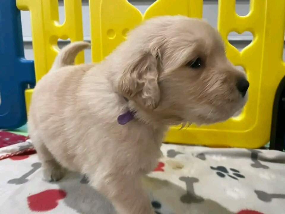Golden Retriever Puppies image 1