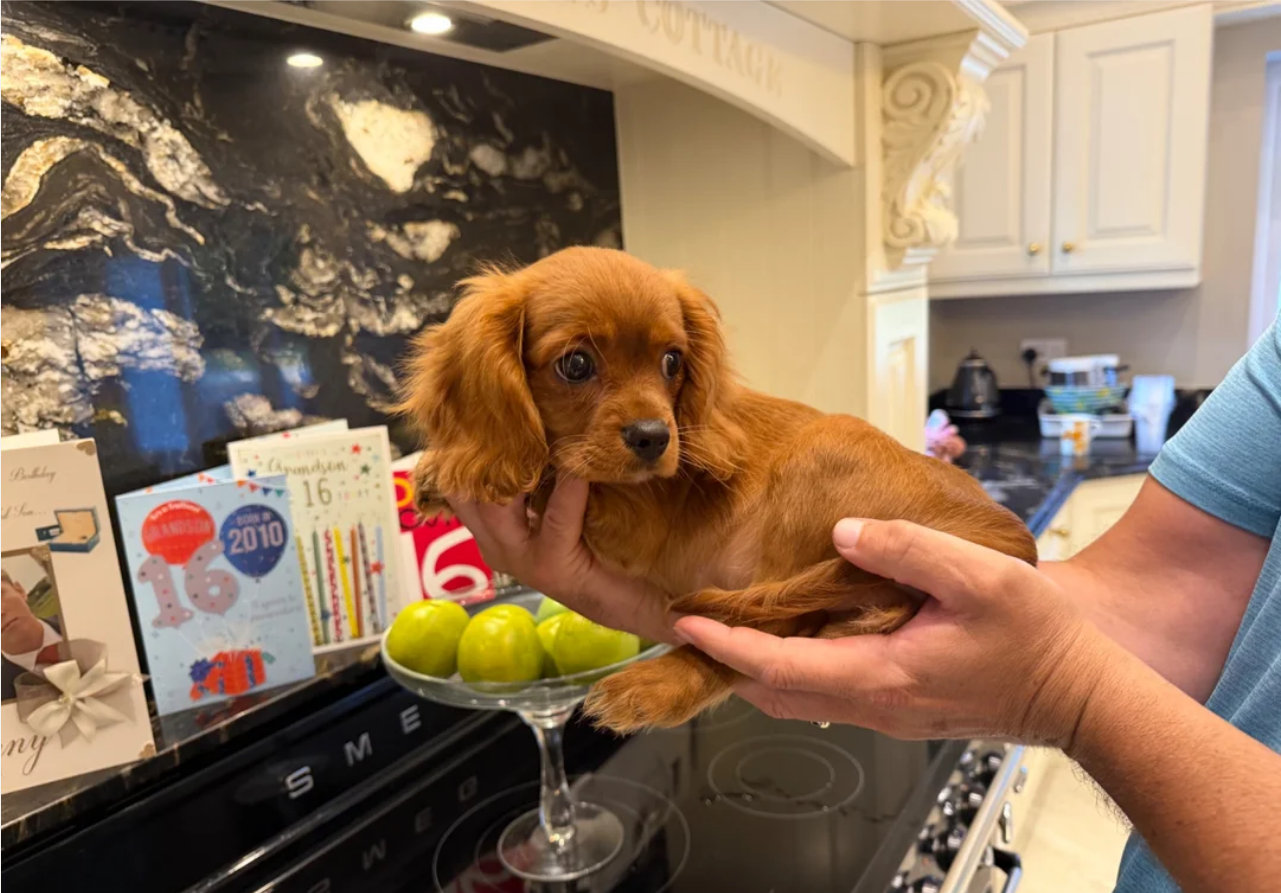 Beautiful Cavalier King Charles Puppies image 2