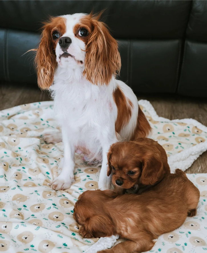Beautiful Cavalier King Charles Puppies image 1
