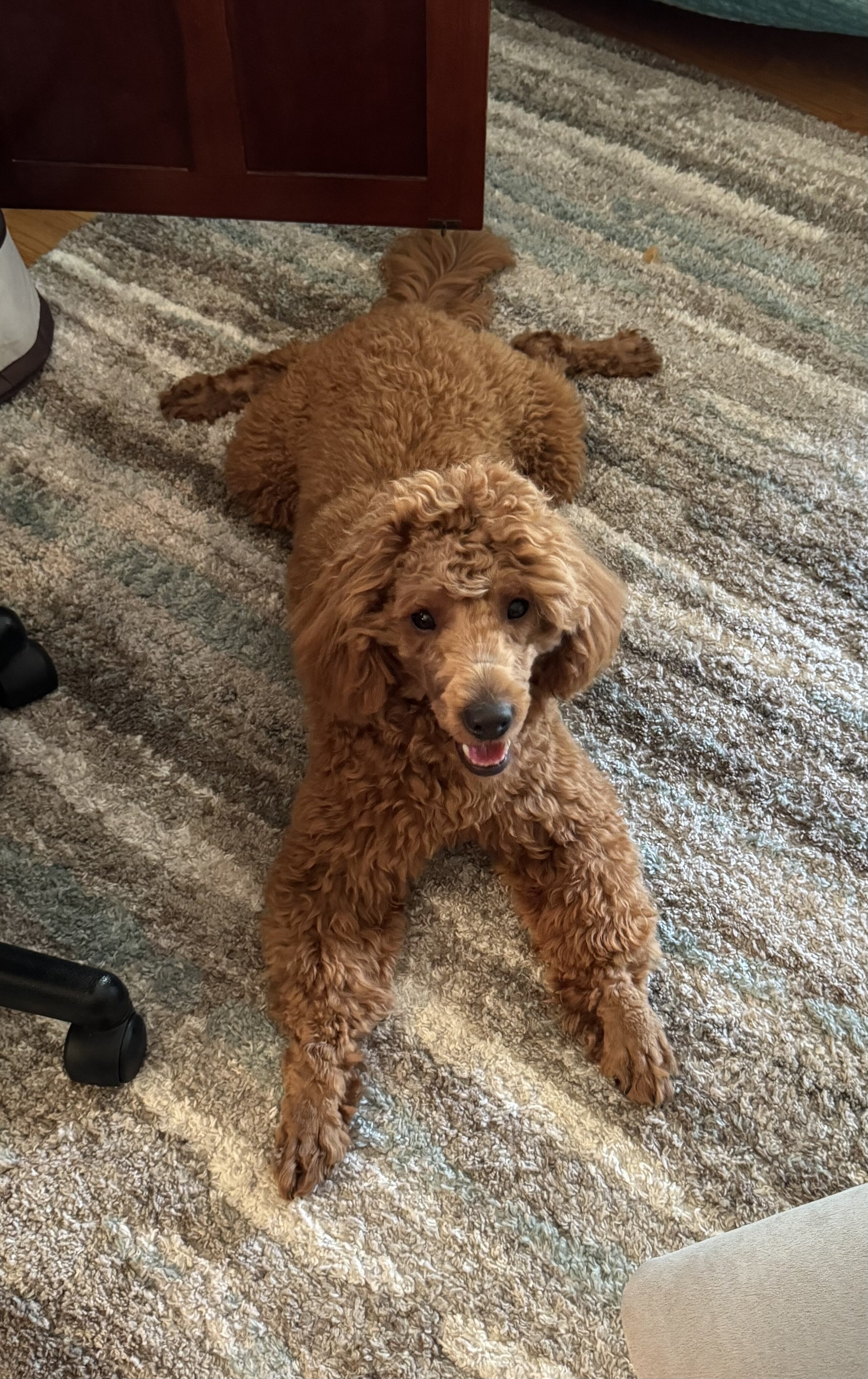Mini golden doodle image 2