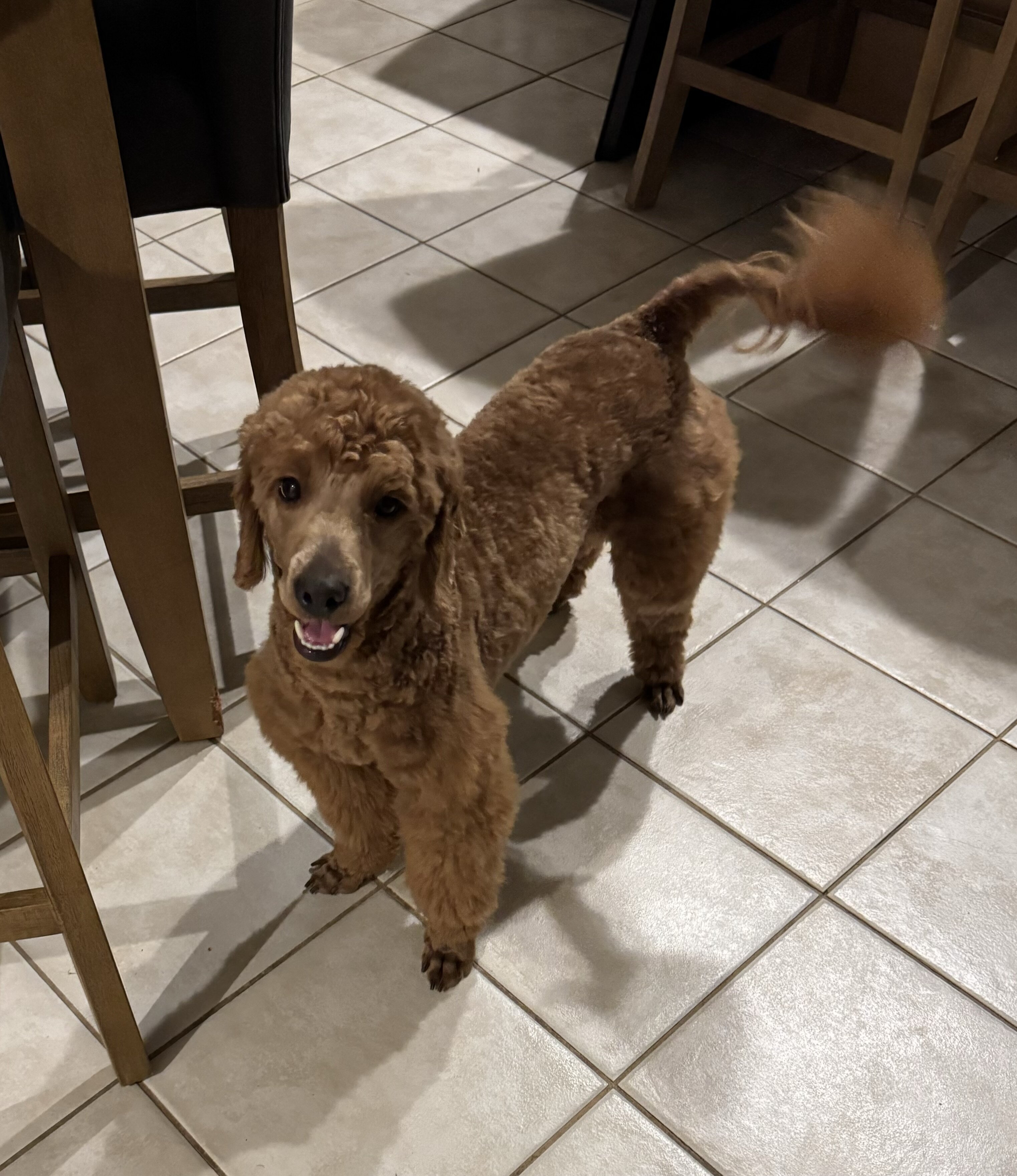 Mini golden doodle image 1