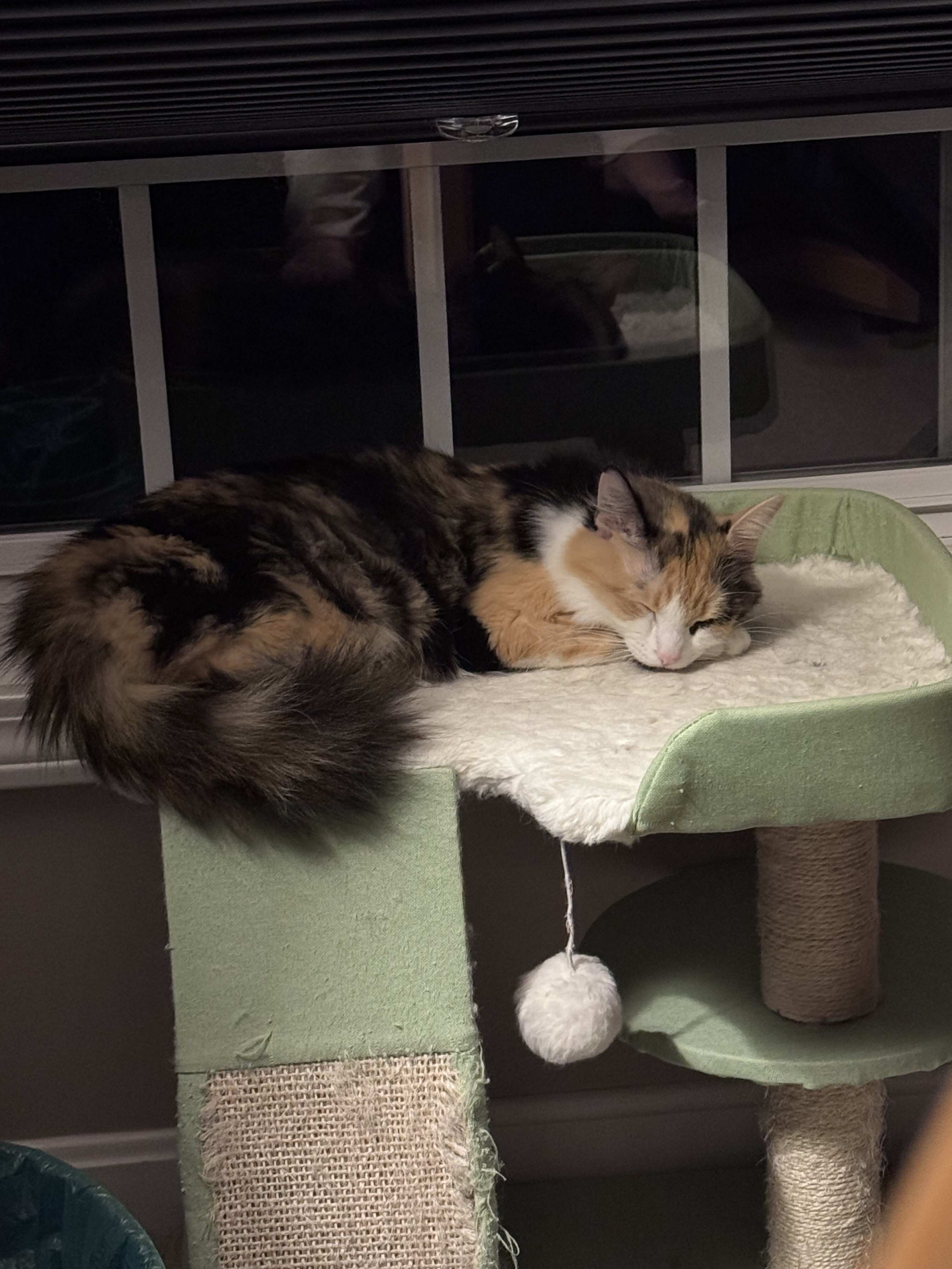 Calico Cat image 3
