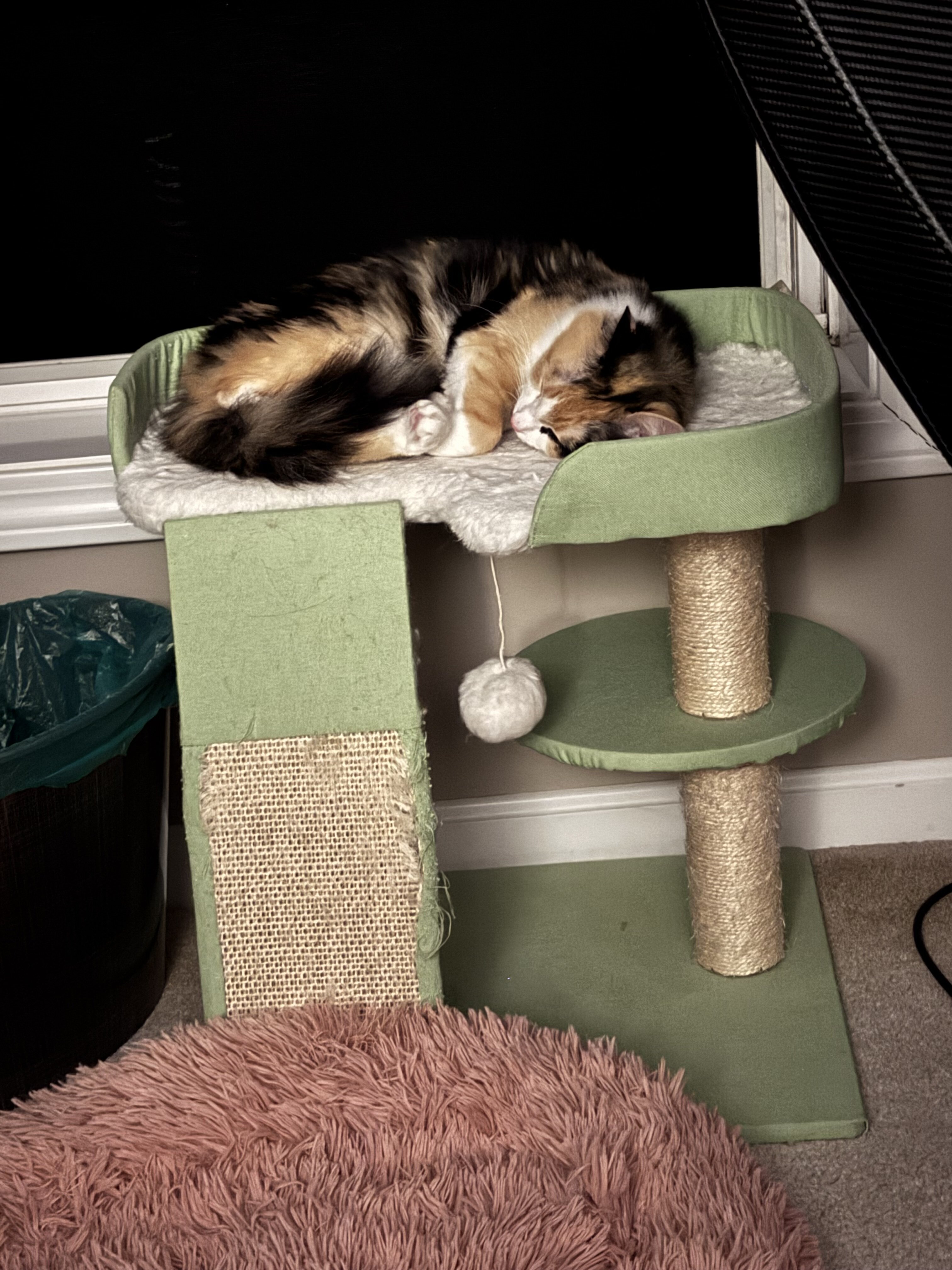 Calico Cat image 1