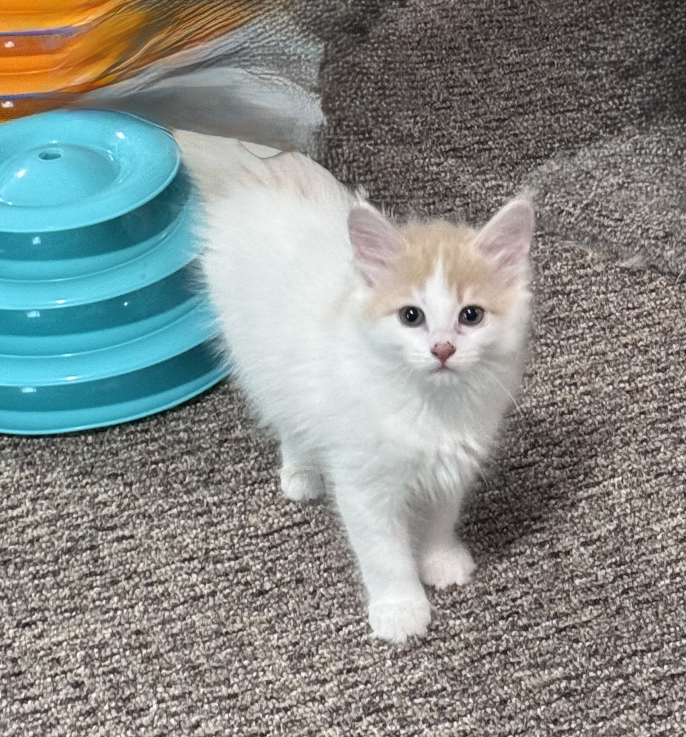 Ragdoll mix kittens image 2