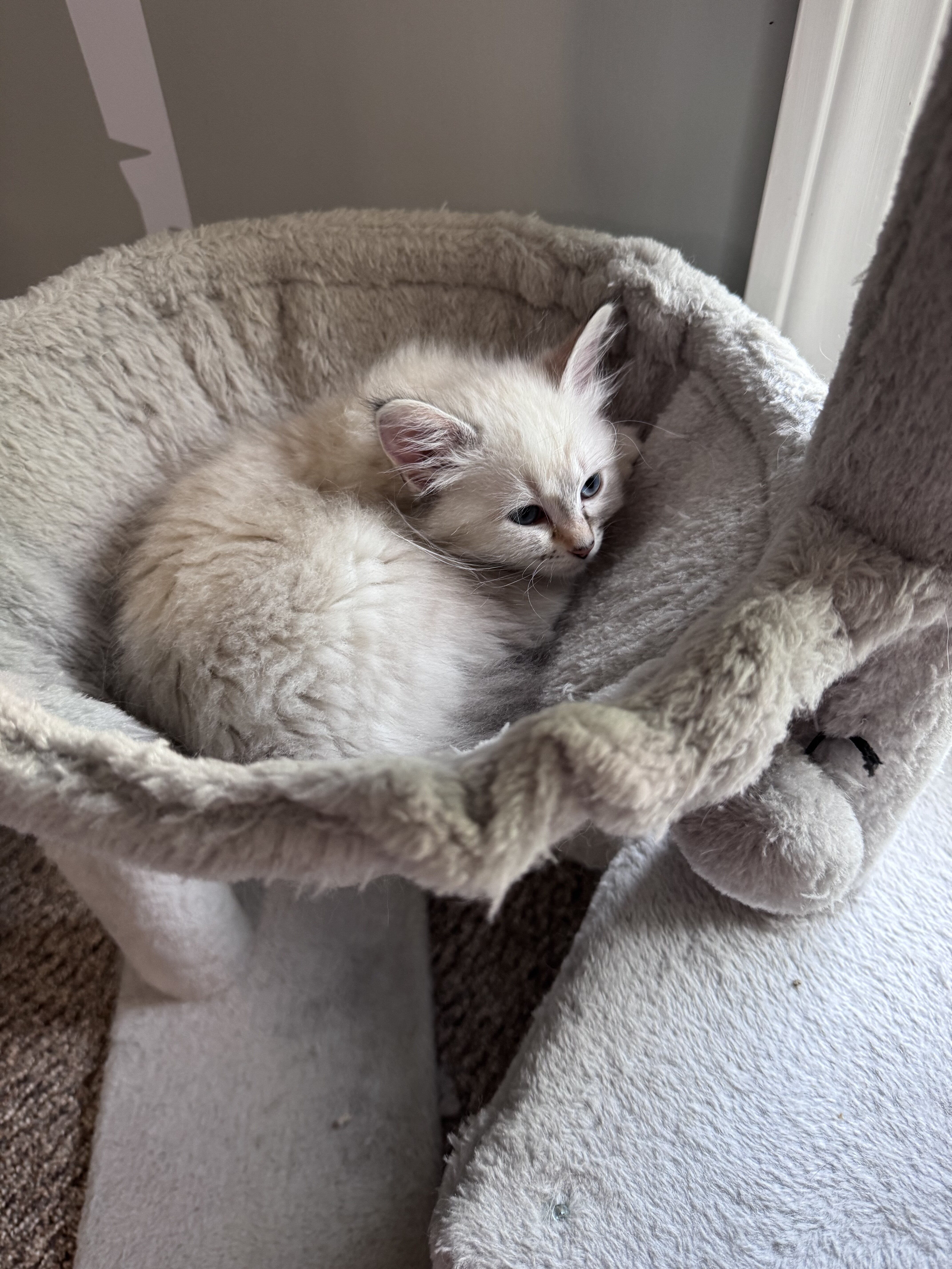 Ragdoll mix kittens image 3