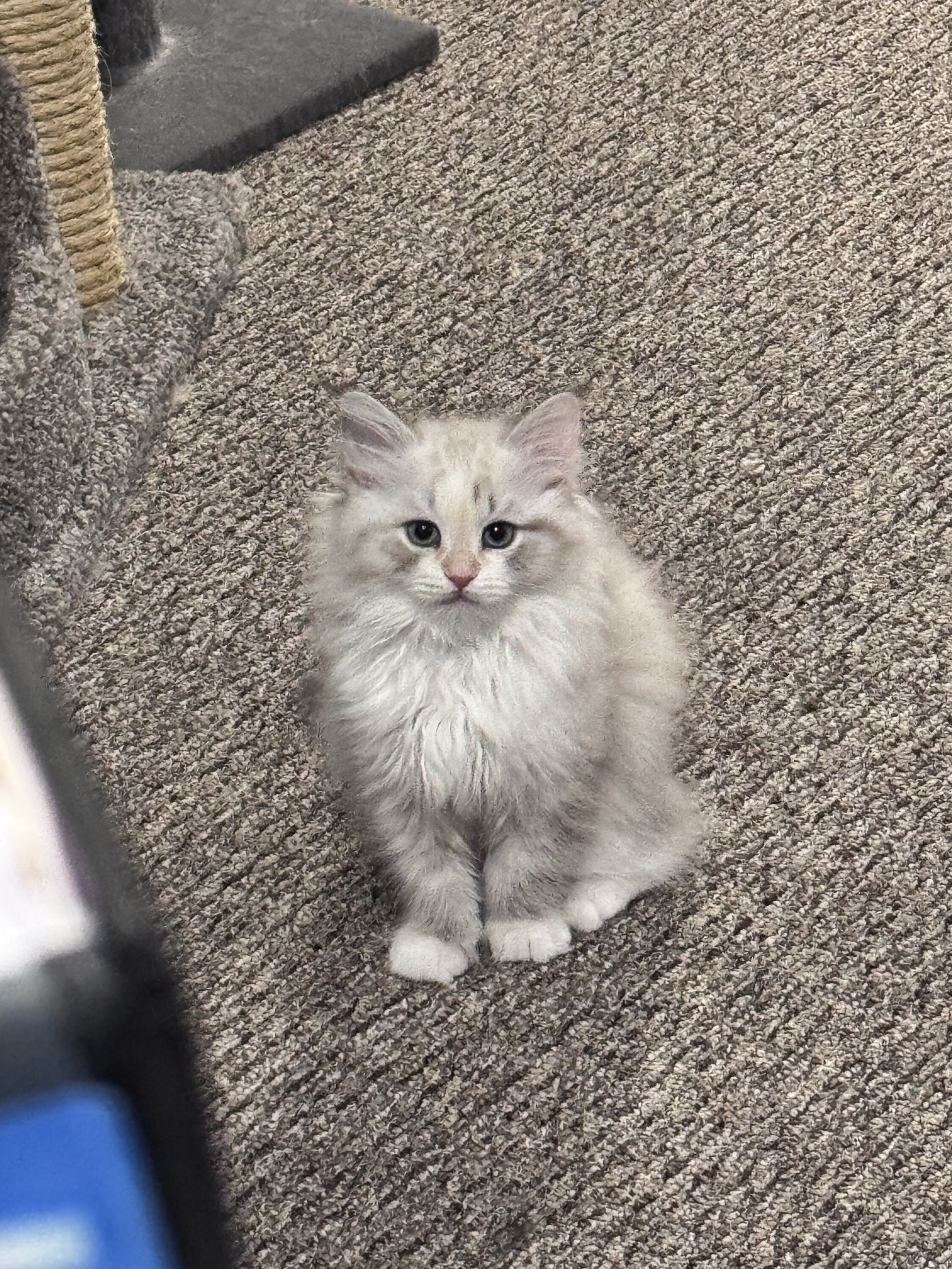 Ragdoll mix kittens image 1