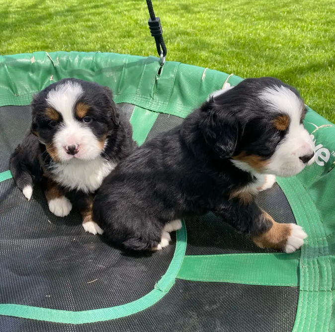 Premium Bernese Mountain Dog Puppies image 3