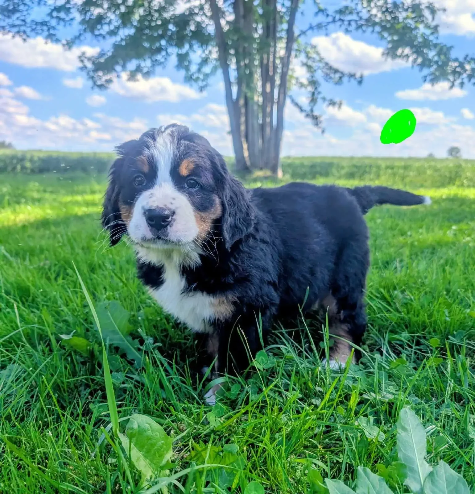 Premium Bernese Mountain Dog Puppies image 1
