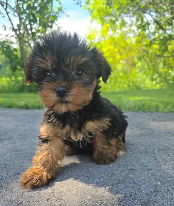 Tiny Royal Yorkies–Sweet, Smart & Adorable Puppies image 1