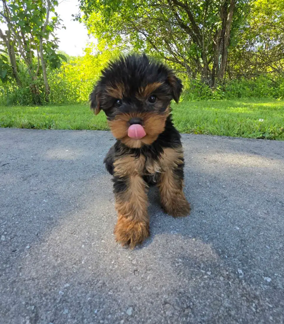 Tiny Royal Yorkies–Sweet, Smart & Adorable Puppies image 2