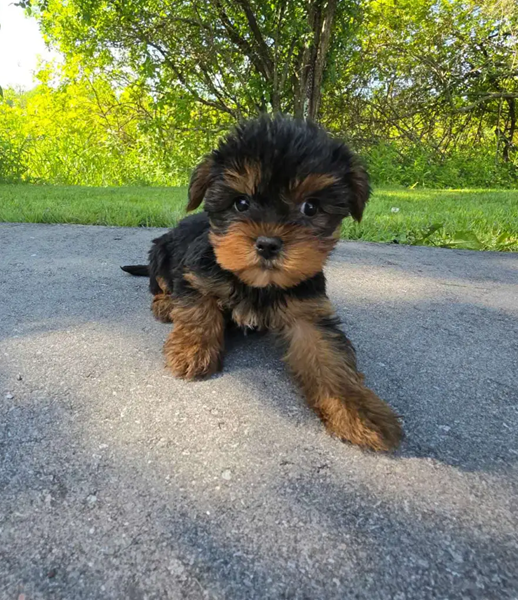 Tiny Royal Yorkies–Sweet, Smart & Adorable Puppies image 3