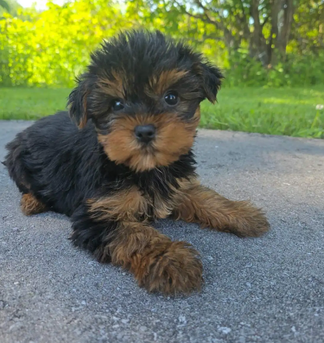 Tiny Royal Yorkies–Sweet, Smart & Adorable Puppies image 4