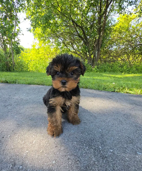 Tiny Royal Yorkies–Sweet, Smart & Adorable Puppies image 6