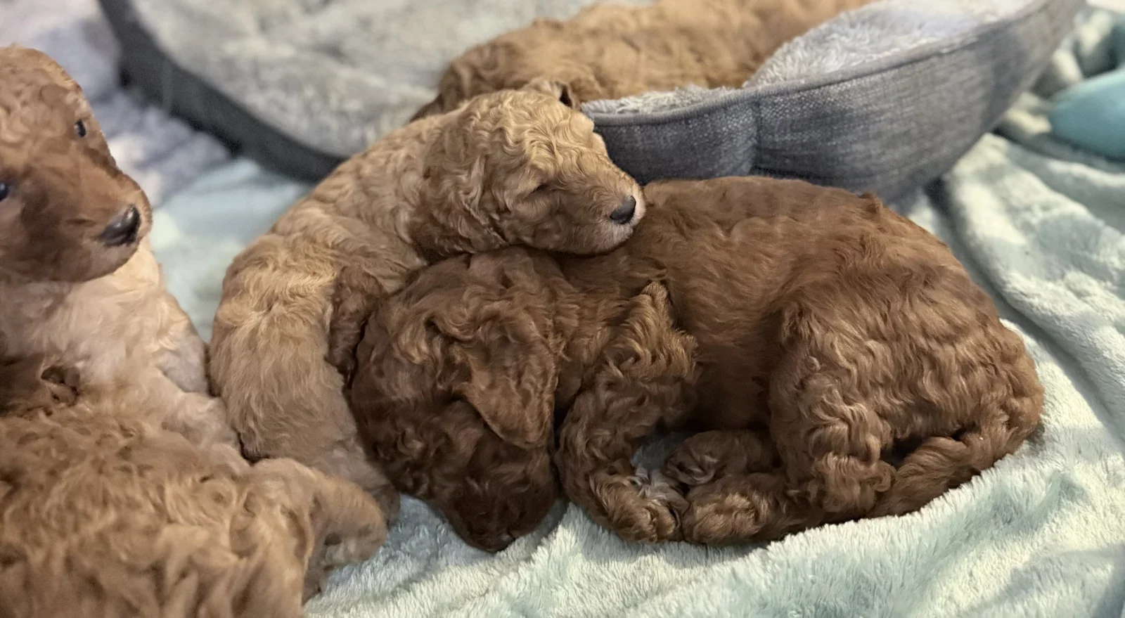 Precious Poodle Puppies – Small Paws, Endless Love image 1