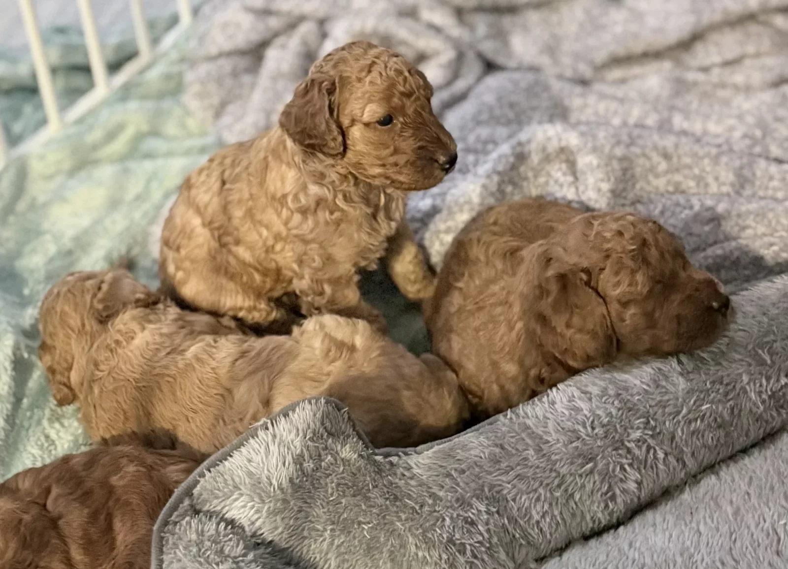 Precious Poodle Puppies – Small Paws, Endless Love image 5
