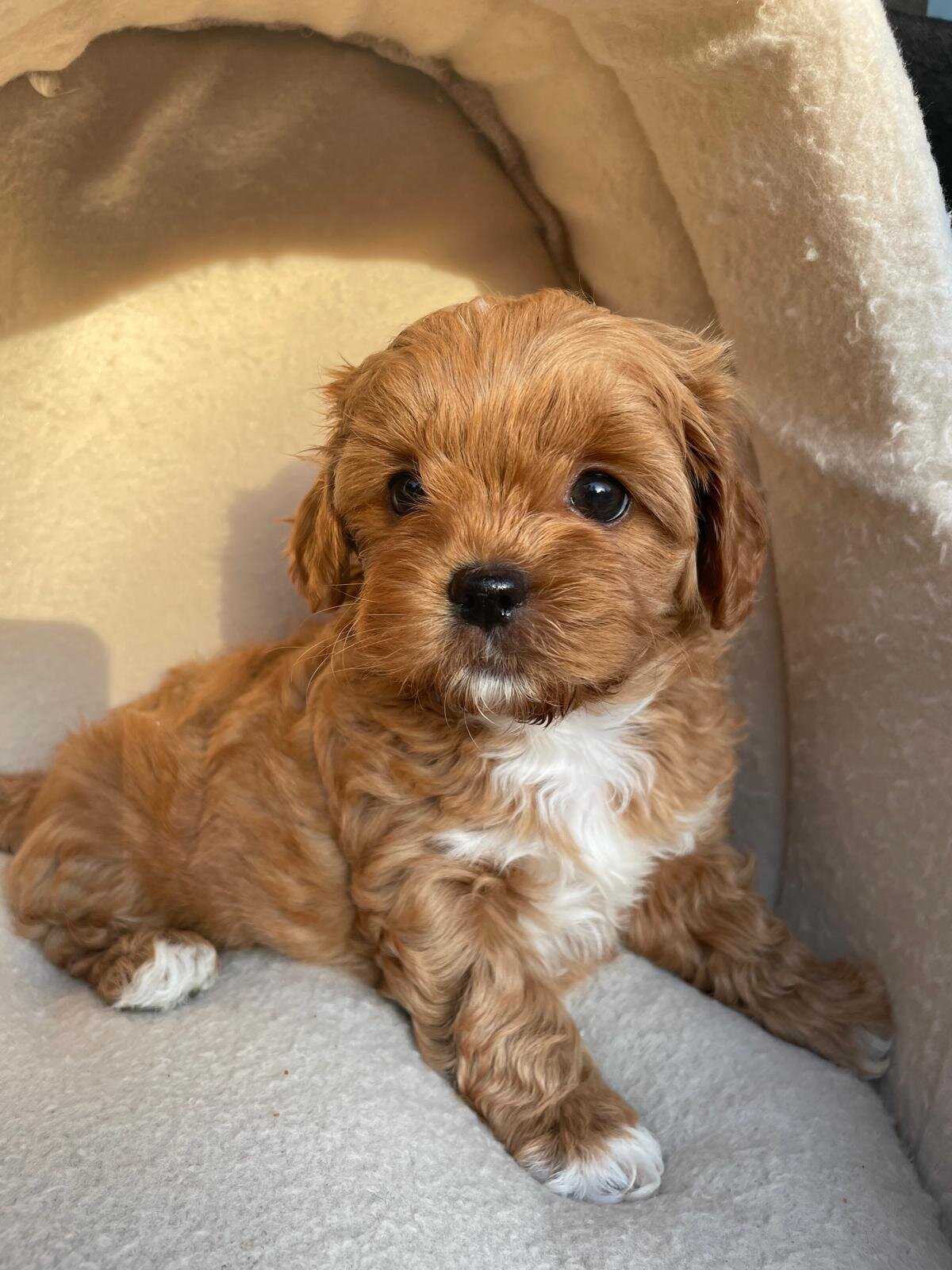Precious Poodle Puppies – Small Paws, Endless Love image 2