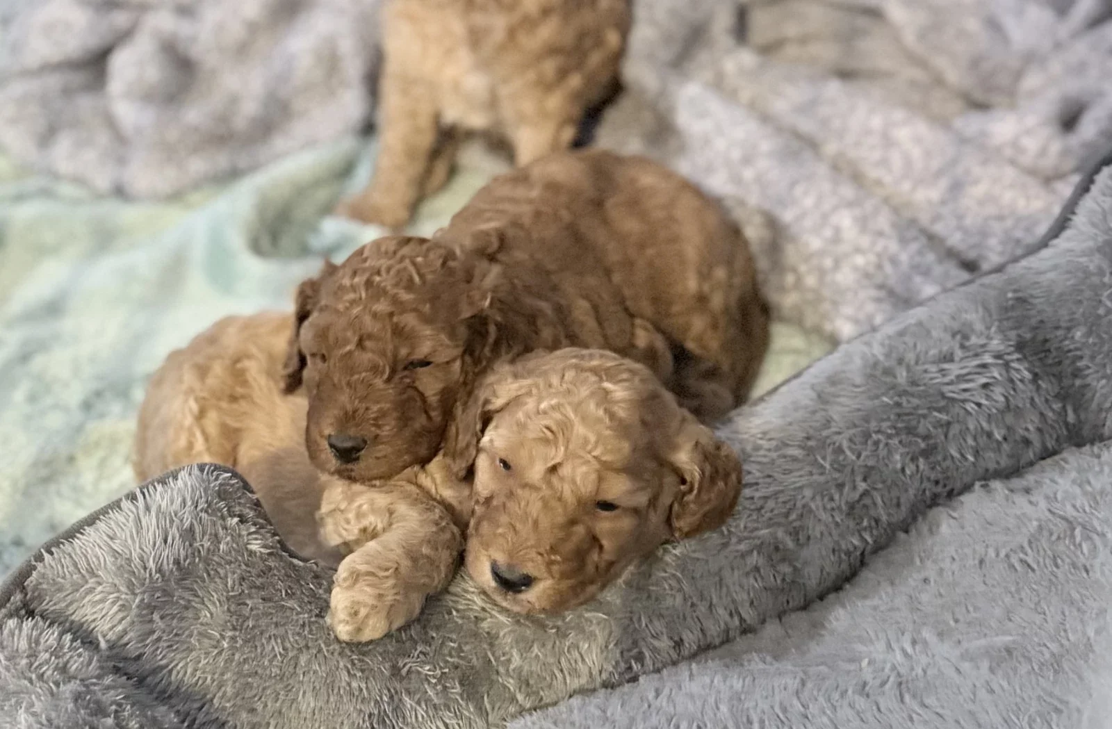Precious Poodle Puppies – Small Paws, Endless Love image 3