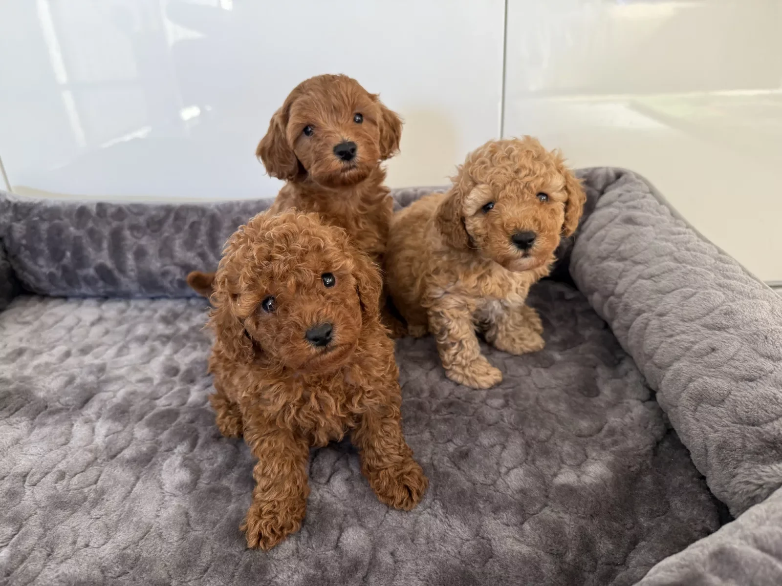 Precious Poodle Puppies – Small Paws, Endless Love image 4