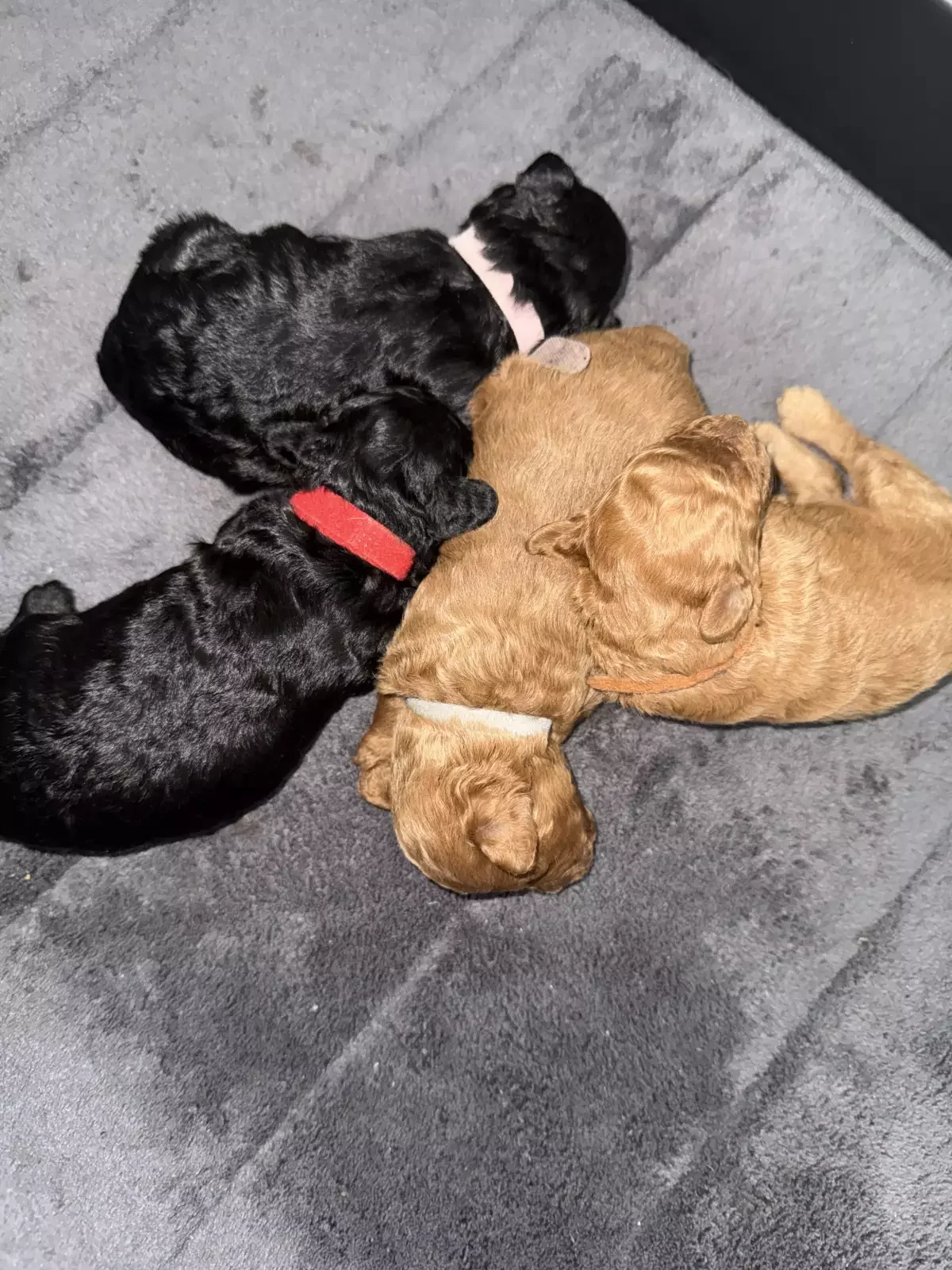 Precious Poodle Puppies – Small Paws, Endless Love image 6