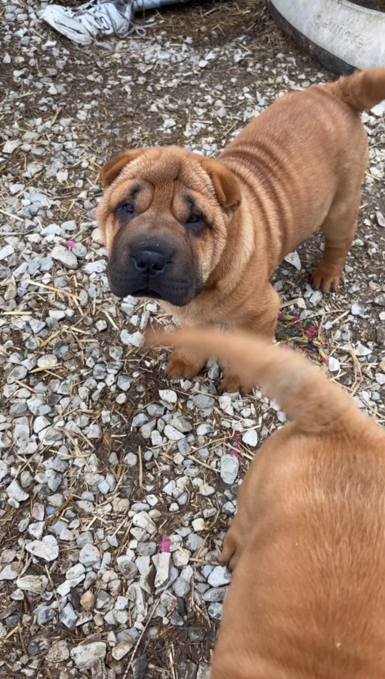 Shar-pei pups image 2