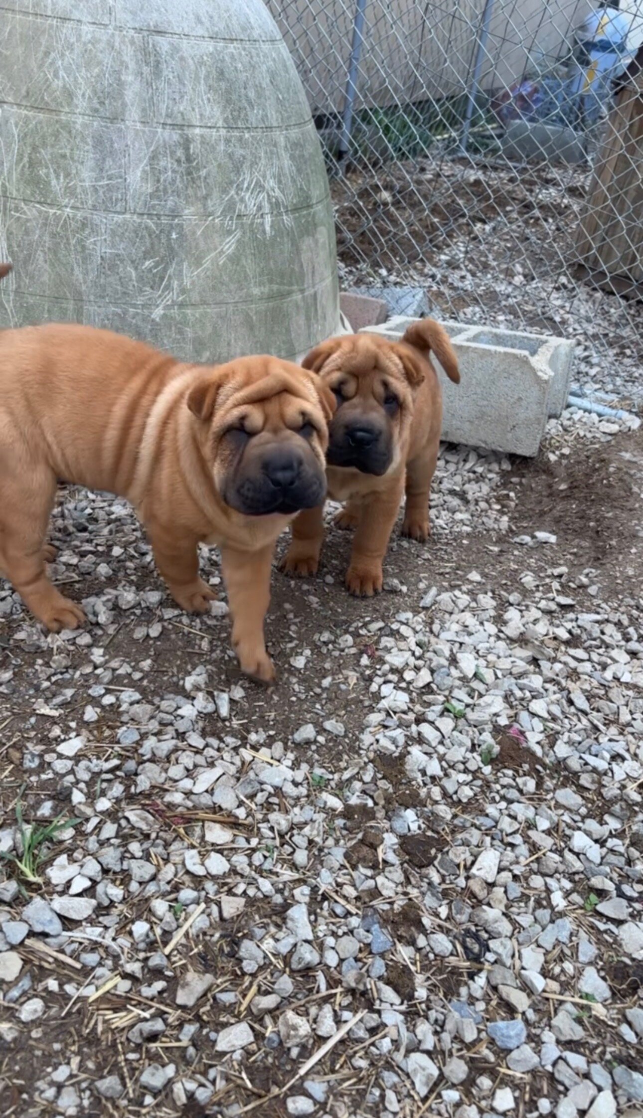 Shar-pei pups image 1
