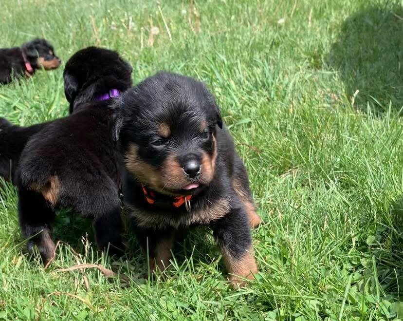 Rottweiler Puppy for Sale  Healthy, Strong & Well image 1