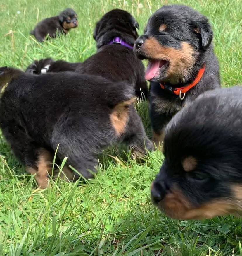 Rottweiler Puppy for Sale  Healthy, Strong & Well image 2