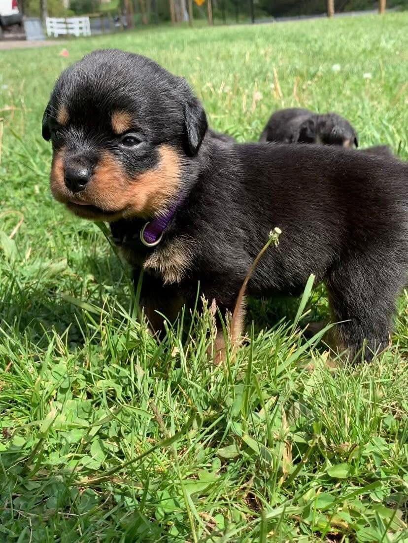 Rottweiler Puppy for Sale  Healthy, Strong & Well image 3