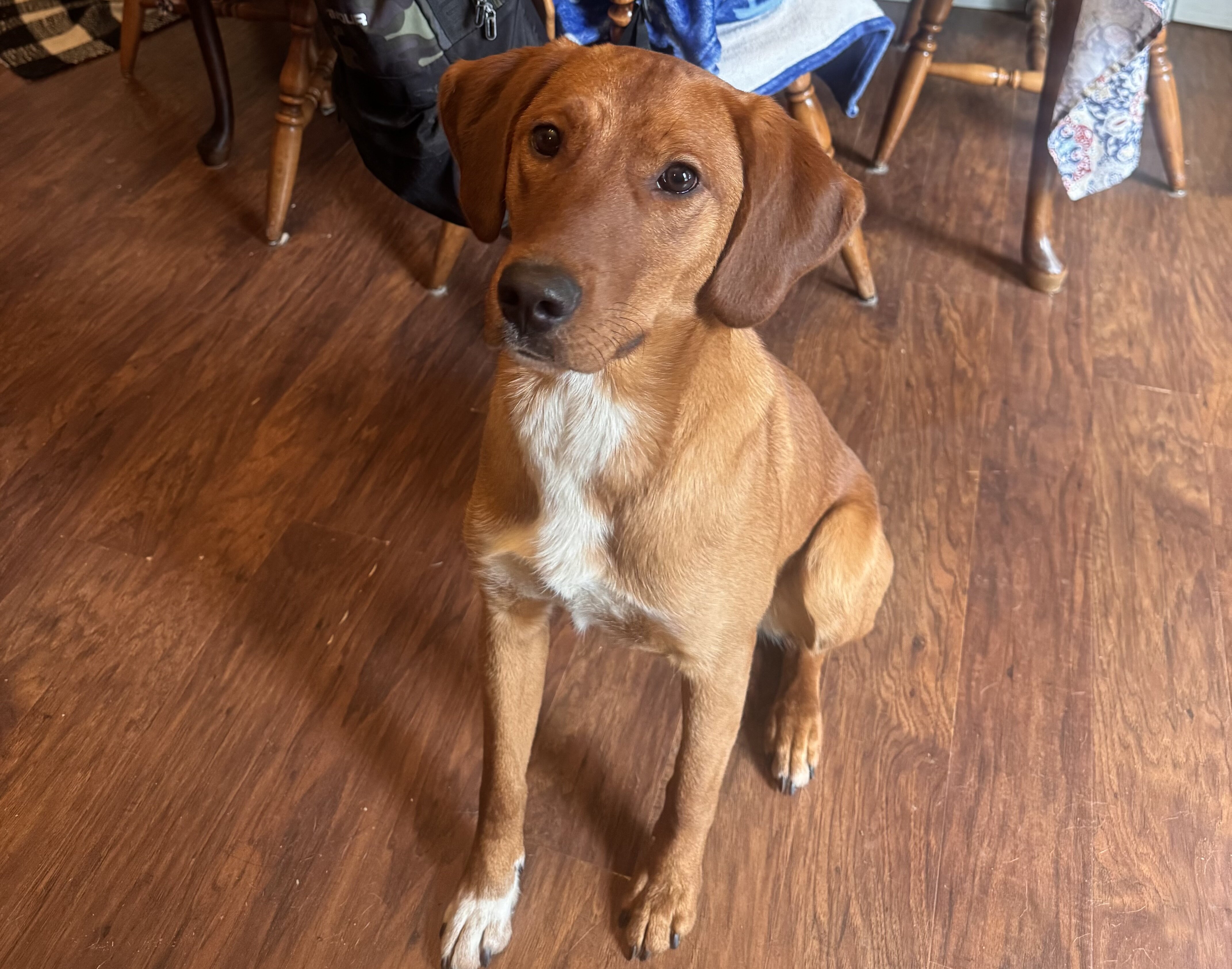 10 Month Pup image 1