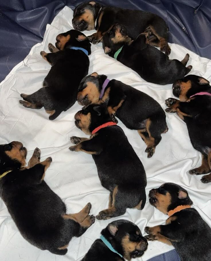 Adorable Rottweiler Puppy Ready for a New Home! image 2