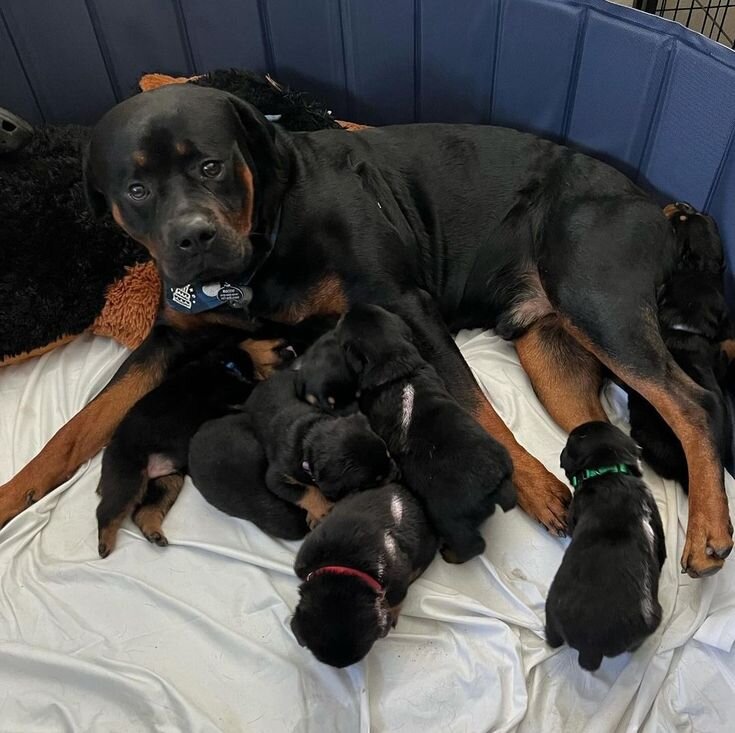 Adorable Rottweiler Puppy Ready for a New Home! image 4
