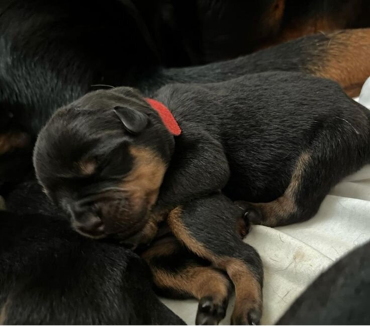 Adorable Rottweiler Puppy Ready for a New Home! image 1