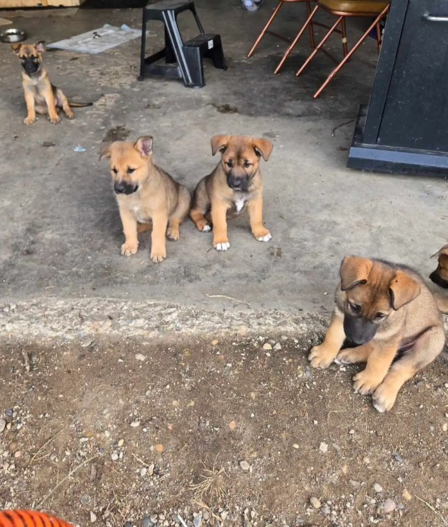 Champion-Quality Belgian Shepherd Puppies image 2