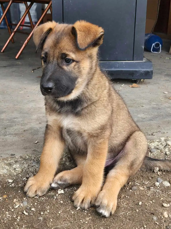 Champion-Quality Belgian Shepherd Puppies image 3