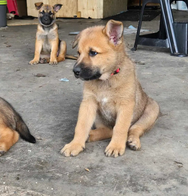 Champion-Quality Belgian Shepherd Puppies image 4