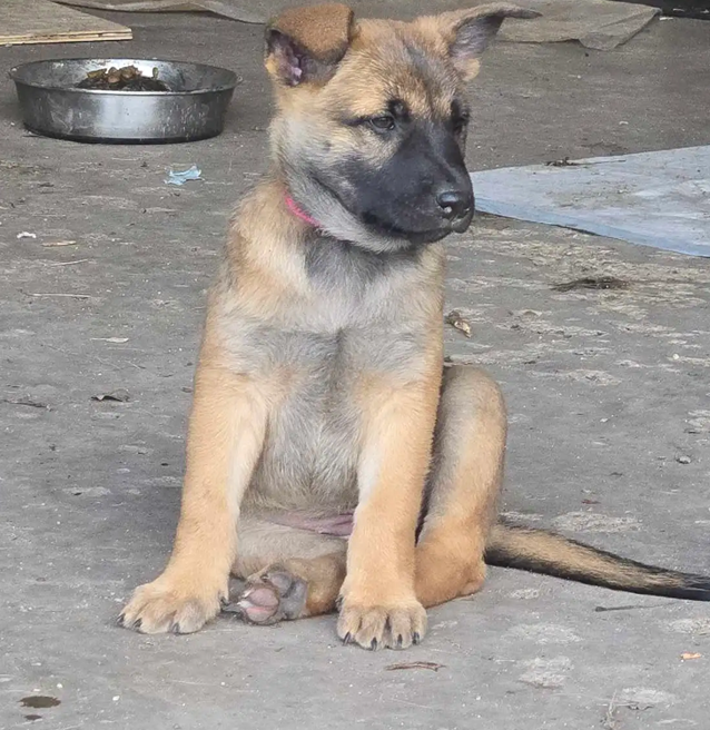 Champion-Quality Belgian Shepherd Puppies image 5