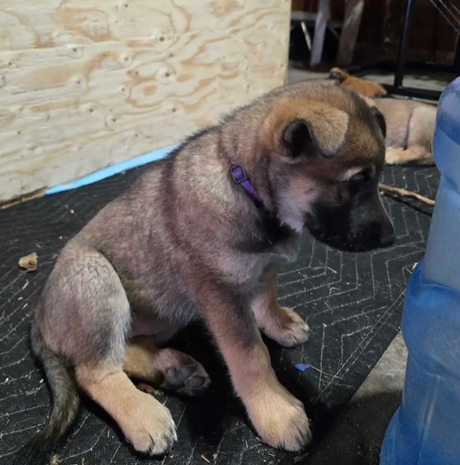 Champion-Quality Belgian Shepherd Puppies image 6