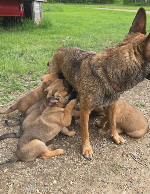 Champion-Quality Belgian Shepherd Puppies image 1