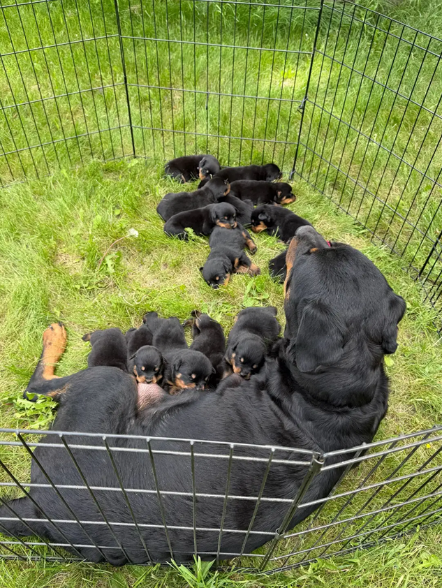 Your New Best Friend Awaits–Beautiful Rottweilers image 2