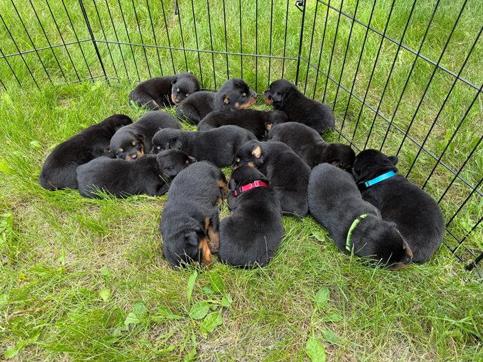 Your New Best Friend Awaits–Beautiful Rottweilers image 4