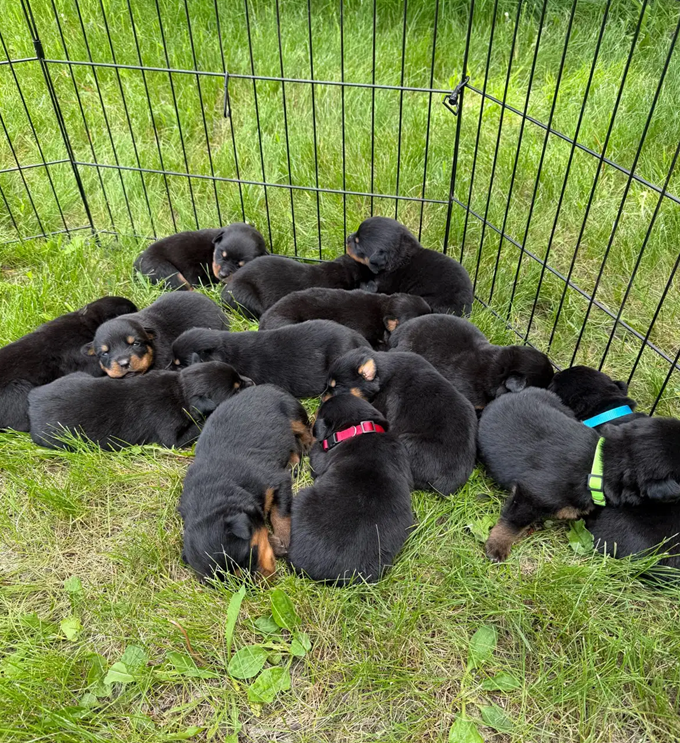 Your New Best Friend Awaits–Beautiful Rottweilers image 6